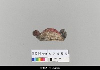 藏品(中國湖北皮影戲盔帽)的圖片